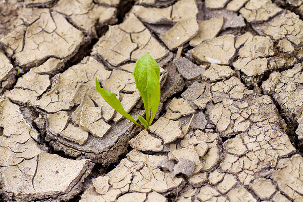 Green plant growing from cracked earth. New life. - Photo, Image