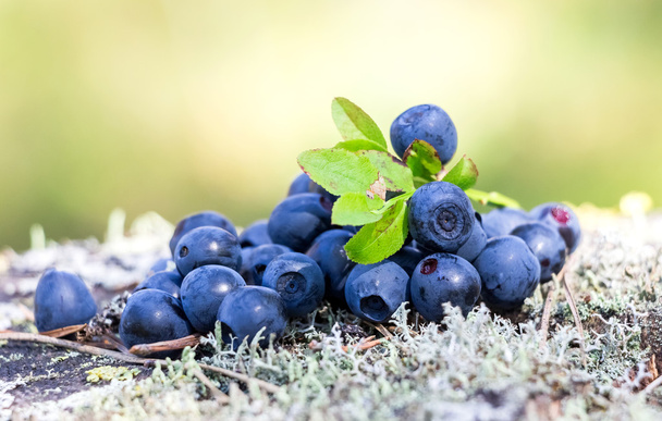 Ripe bilberry in the summer close up - Photo, Image