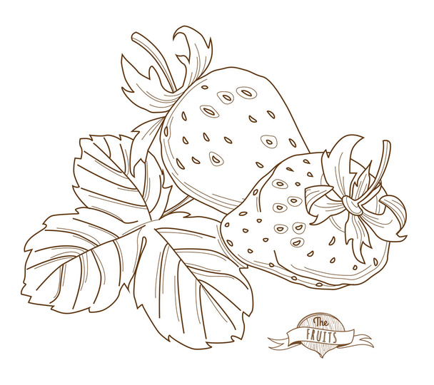 Vector illustration Outline hand drawn strawberry (flat style, t - ベクター画像