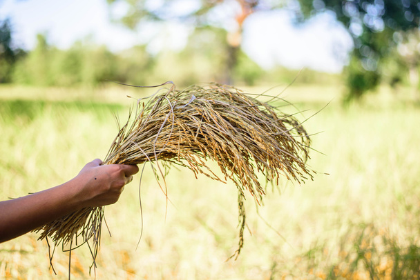 Женщины держат рис на рисовом поле, фокусируют женскую руку
 - Фото, изображение