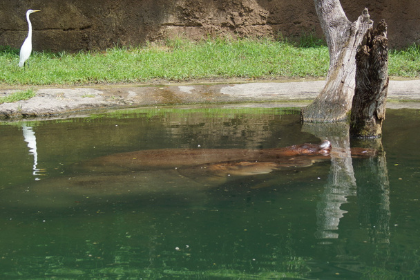 Hippopotamus - Hippopotamus amphibius - Photo, Image