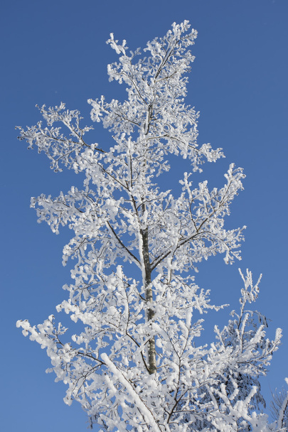 Замороженное дерево
 - Фото, изображение