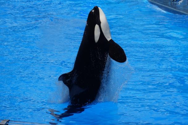 Killer Whale - Orcinus orca - Photo, Image