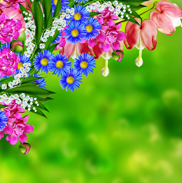 pembe kanayan kalp çiçek. Şakayık - Fotoğraf, Görsel