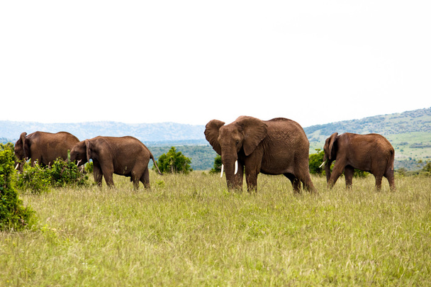 Elephants - Φωτογραφία, εικόνα