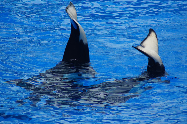 Schwertwal - Orcinus orca - Foto, Bild