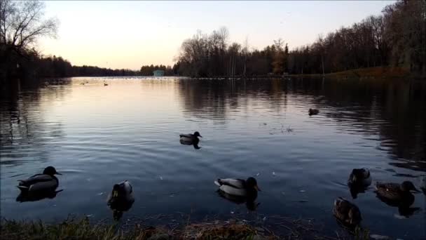 Πάπιες που κολυμπούν σε ένα κοπάδι στη λίμνη - Πλάνα, βίντεο