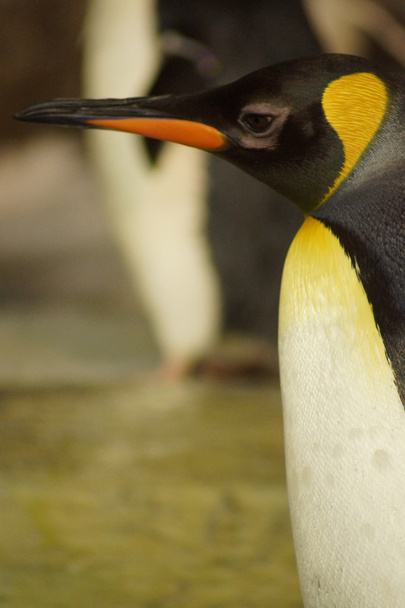 Kral penguen - aptenodytes patagonicus - Fotoğraf, Görsel