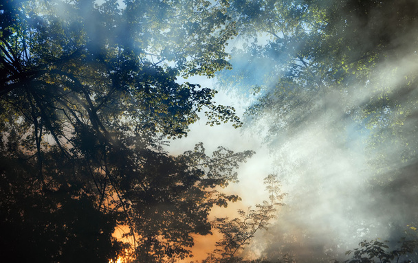 Rauch eines Waldbrandes steigt durch die Bäume auf. Sonnenlicht filtert durch den Dunst. - Foto, Bild