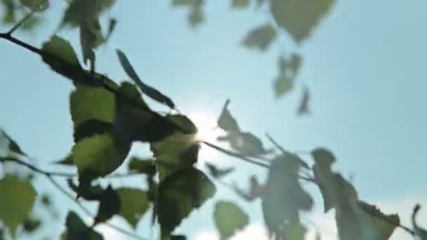 Światło słoneczne i obiektyw pochodni, drzewo liście - Materiał filmowy, wideo