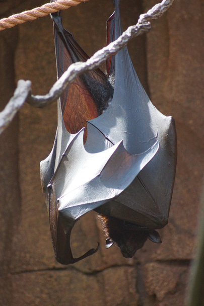 Suuri lentävä kettu - Pteropus vampyrus
 - Valokuva, kuva