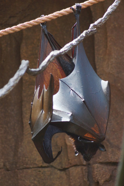 Rudawka malajska – Pteropus vampyrus - Zdjęcie, obraz