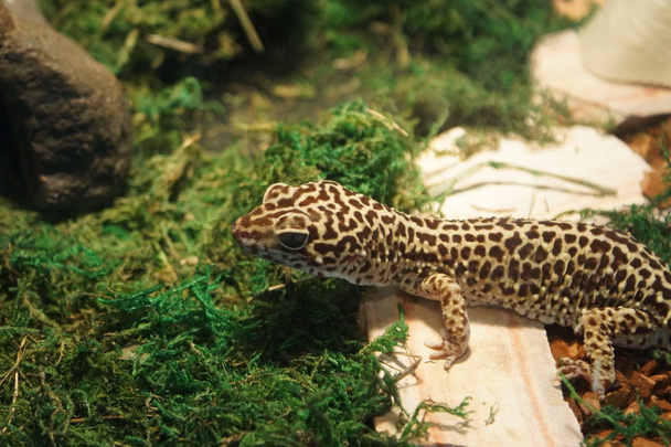 Leopardi gecko - Eublepharis macularius
 - Valokuva, kuva