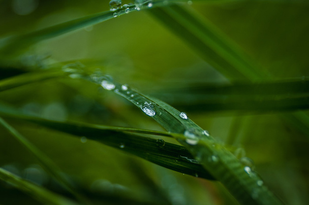 Drops dew leaf - Foto, Imagen