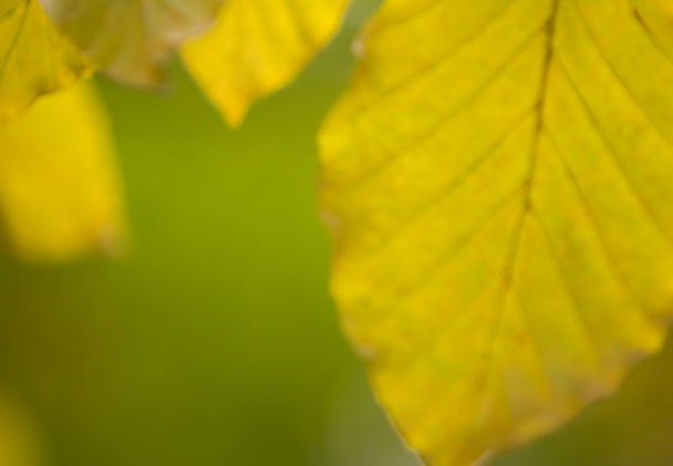 Natur Herbst Details Hintergrund - Φωτογραφία, εικόνα