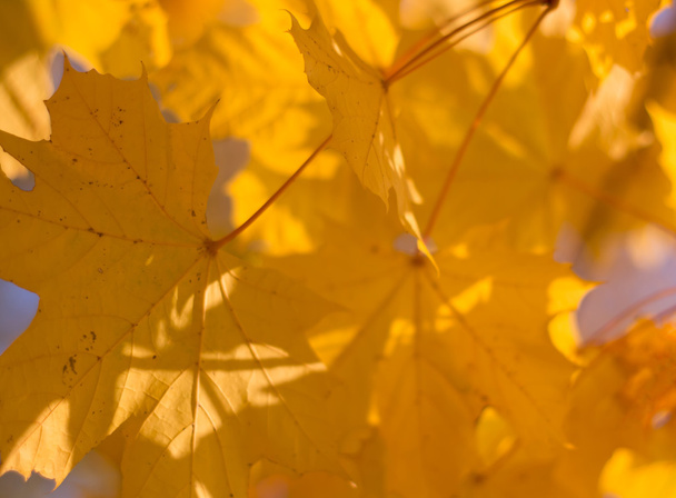 Natur Herbst detalles Hintergrund
 - Foto, Imagen