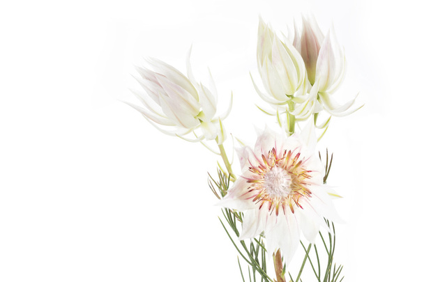 Serruria florida or Pride of Franschhoek flower on white background - Фото, изображение