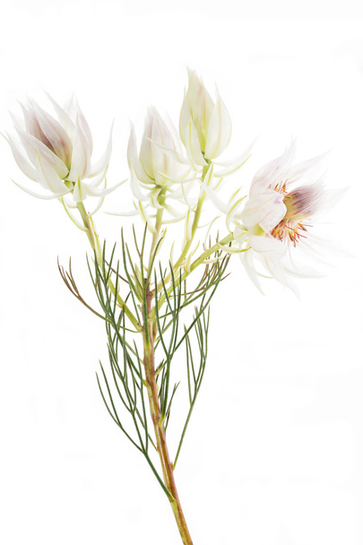 Serruria florida o Orgullo de la flor de Franschhoek sobre fondo blanco
 - Foto, imagen