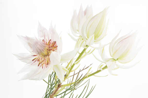 Serruria florida o Orgullo de la flor de Franschhoek sobre fondo blanco
 - Foto, Imagen