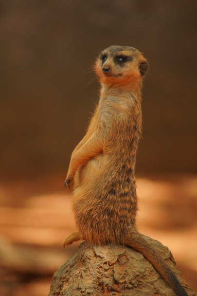 Meerkat - Suricata suricatta - Zdjęcie, obraz