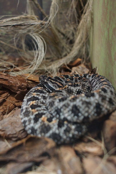 Мохаве гремучая змея - змея scutulatus - Фото, изображение