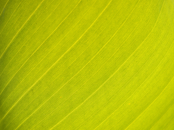 Textura zeleného listu jako pozadí - Fotografie, Obrázek