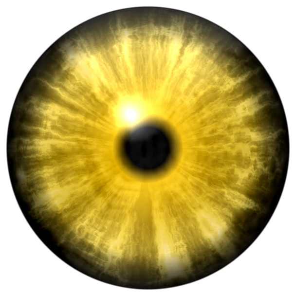 Olho animal amarelo com pupila pequena e retina preta. Íris colorida escura em torno da pupila, detalhe do bulbo ocular
. - Foto, Imagem