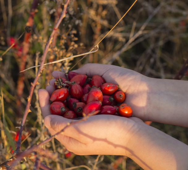Rosehips in hands with rosehip background, concept of harvest and picking - Photo, Image