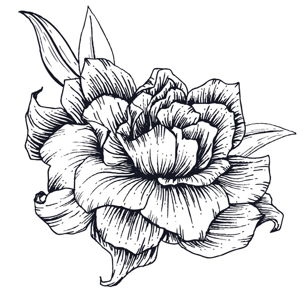 Hand drawn vector flower - Вектор,изображение