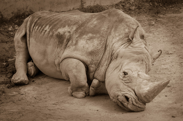 Un primer plano de un rinoceronte / rinoceronte tendido en el suelo en la z
 - Foto, Imagen