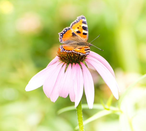 Невелика черепашка метелик на цвітіння ехінацеї
 - Фото, зображення