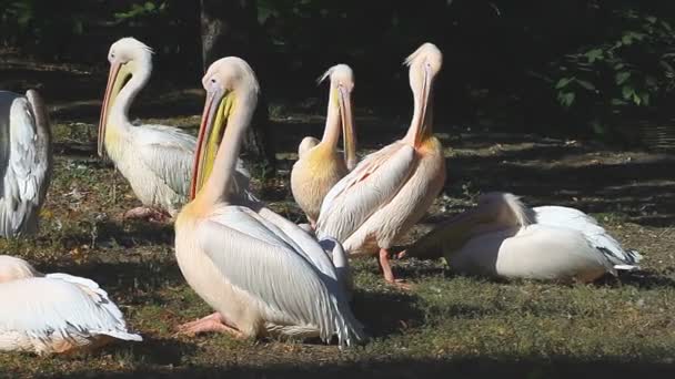 pelicanos brancos sentados na margem do rio
 - Filmagem, Vídeo