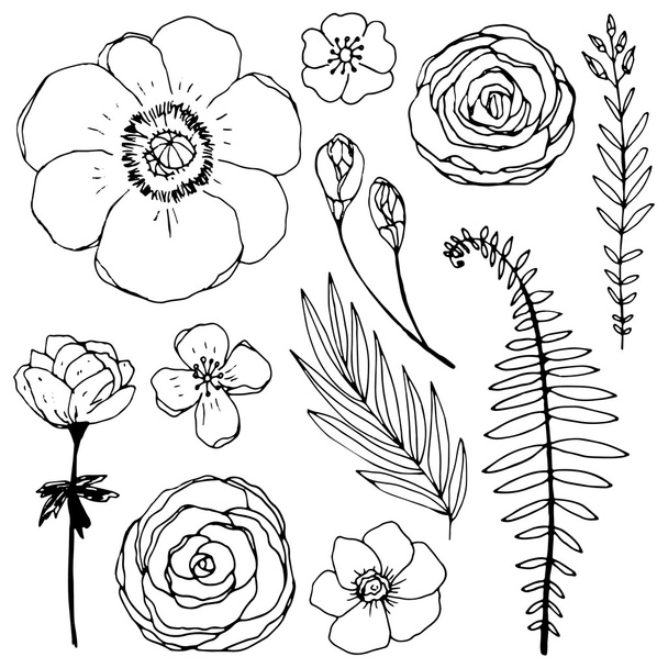 Set of natural botanic plants - Vettoriali, immagini