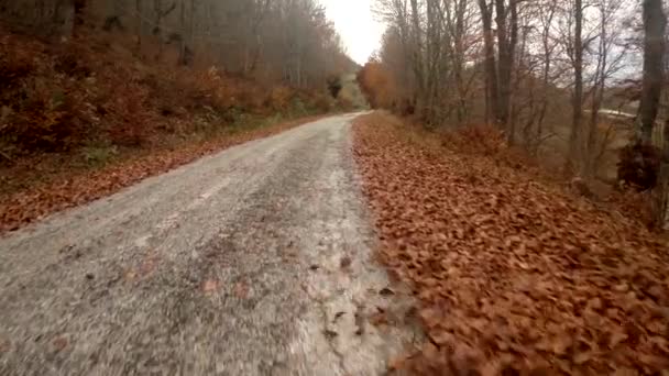 Bosque de otoño aéreo y un camino con hojas y viento
 - Metraje, vídeo