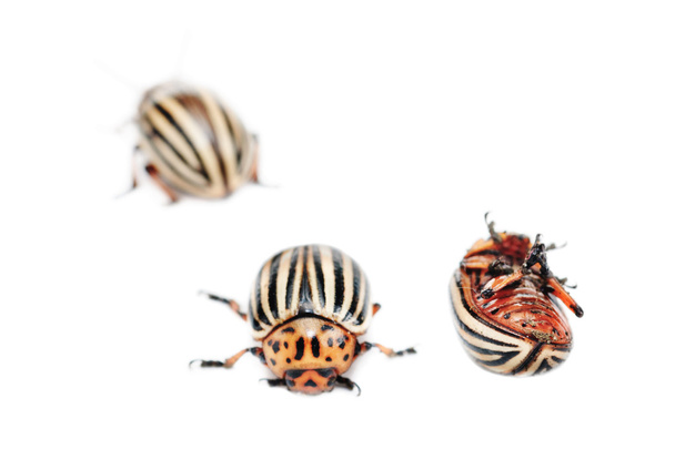 Tre colorado patata bug (leptinotarsa decemlineata) isolato sul bianco
 - Foto, immagini