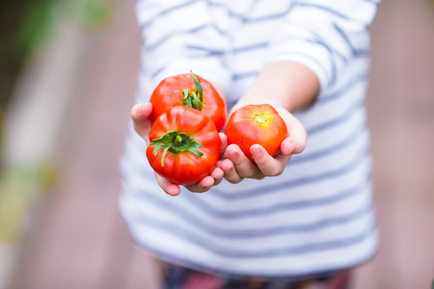 Закрыть сбор огурцов и помидоров в теплице
 - Фото, изображение