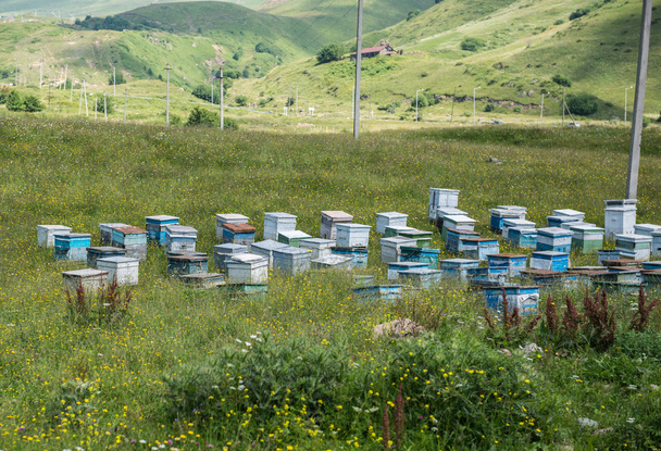 beehives in Georgia - Photo, Image