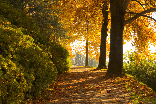 Φθινόπωρο σκηνή με τα δέντρα και τα φύλλα του όμορφα χρώματα - Φωτογραφία, εικόνα