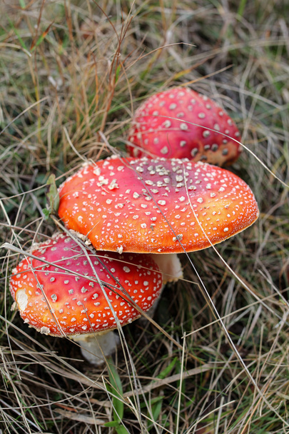 close-up de toadstools vermelhos na grama
 - Foto, Imagem