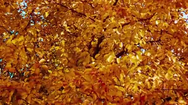 κίτρινα φύλλα σε ένα δέντρο - Πλάνα, βίντεο