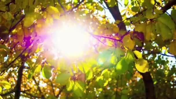 Ο ήλιος μέσα από κίτρινα φύλλα - Πλάνα, βίντεο