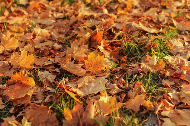 барвисте листя в осінньому парку
 - Фото, зображення