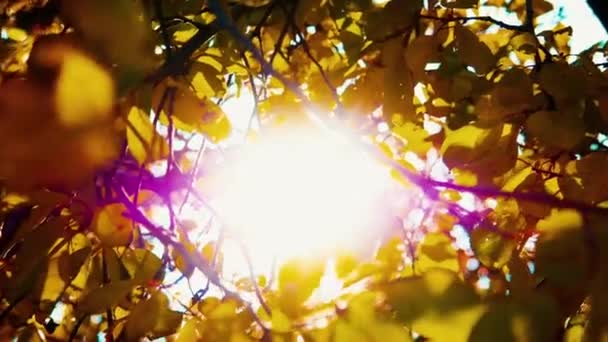 el sol a través de hojas amarillas
 - Imágenes, Vídeo