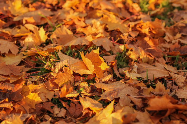 Bunte Herbstblätter  - Foto, Bild