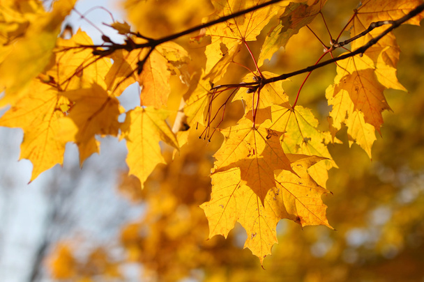 autumn background, maple leaves - Photo, Image