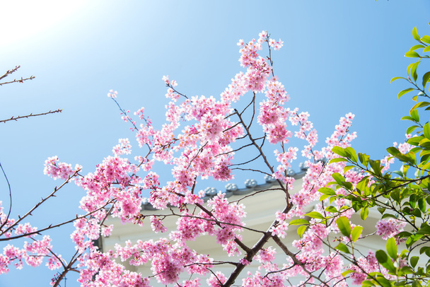 Sakura fleur ou fleur de cerisier
 - Photo, image