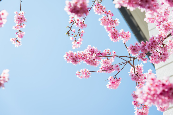 Sakura Flower or Cherry Blossom - Photo, Image