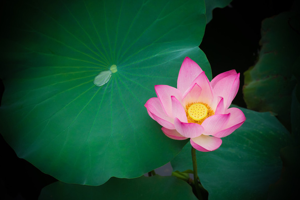 Flor de lótus em um lago
 - Foto, Imagem