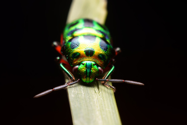 Ladybug on green leaf - Photo, Image