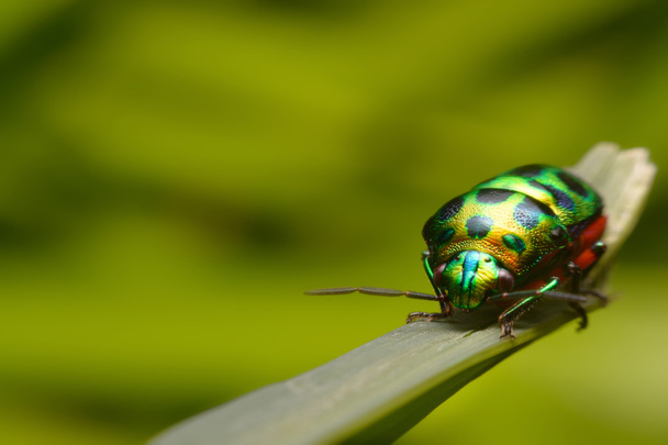Rainbow shield bug holding grass - Photo, Image